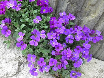 Aubrieta Hamburger Stadtpark