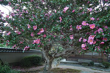CAMELLIA Sasanqua Cléopatra