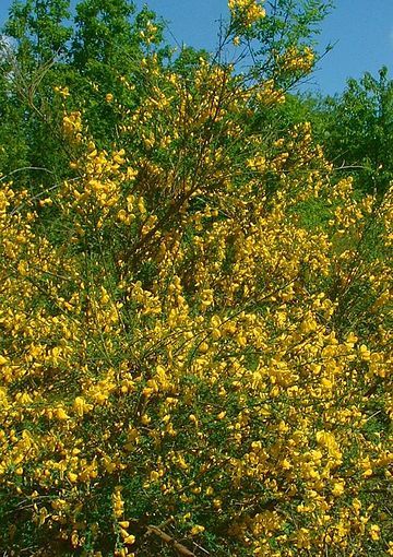 Genet rouge et jaune