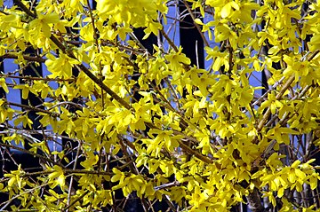 Forsythia spectabilis