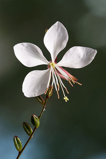 Gaura Lindheimeri Rose
