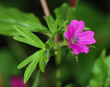 Geranium Rozanne