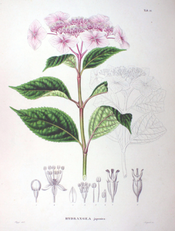 Hydrangea Macrophylla