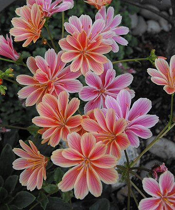 Lewisia Cotyledon