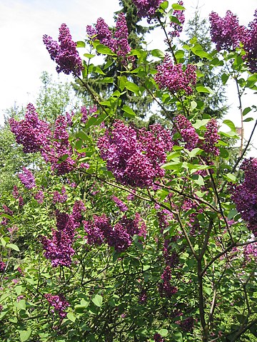 Lilas syringa vulgaris