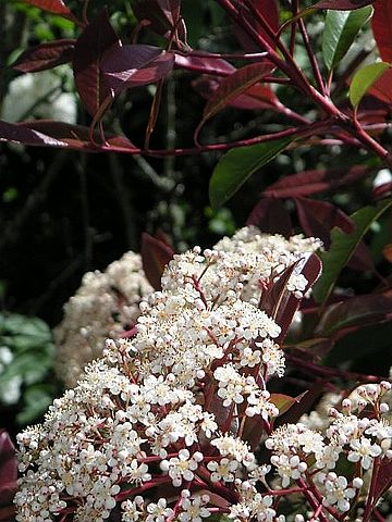 Photinia red robin