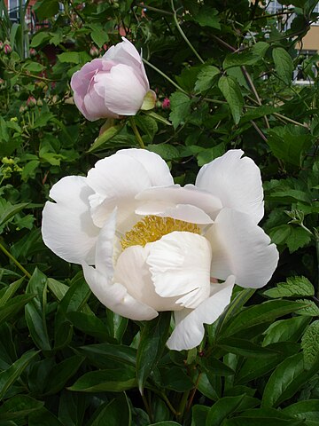 Pivoine de Chine Noémie Demay