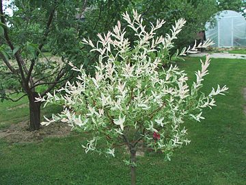 Salix integra