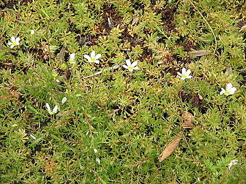 Saxifraga Alpino Deep Rose
