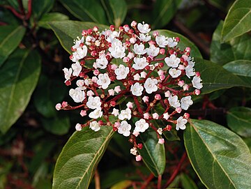 Viburnum Tinus