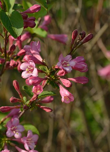 WEIGELA FLORIDA Alexandra