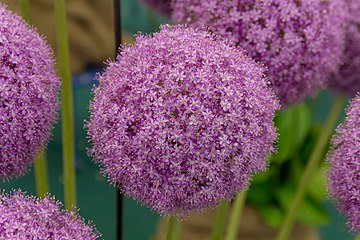 ALLIUM Gladiator