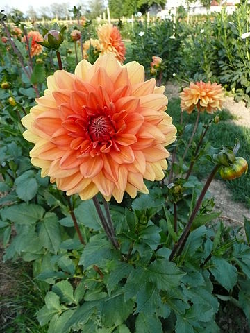 Dahlia Maxi Cadena