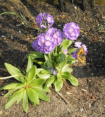 Primula Denticulata Rubin