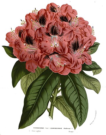 Rhododendron