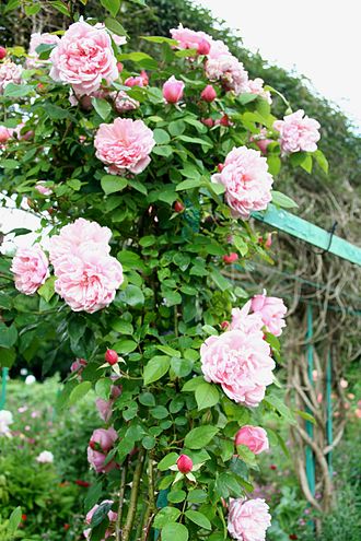 Rosier grimpant Golden Gate Korgolgat